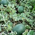 Vodní meloun - sazeničky