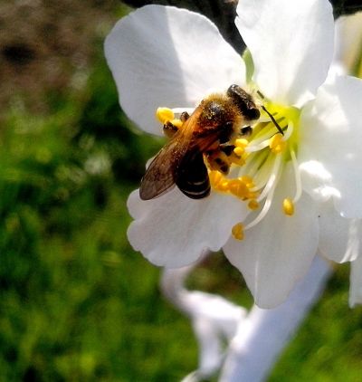 Včelí úl - dobrý den, rád bych začal včelařit :-)