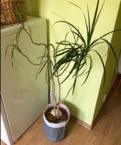 Dracena