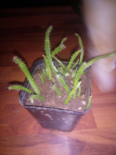 Mladé kaktusy
