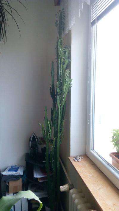 vzrostlý kaktus