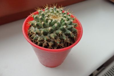 Malý kaktus