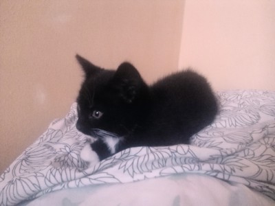 Koťátka zdarma do dobrých rukou