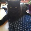 černá sibiřská kočka, stáří 2 roky