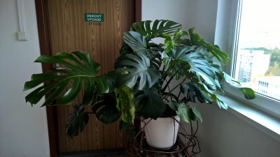 Přerostlá pokojová rostlina Monstera deliciosa