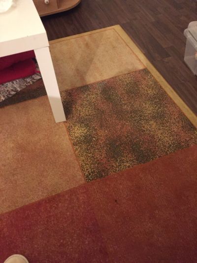 Kvalitní koberec 
