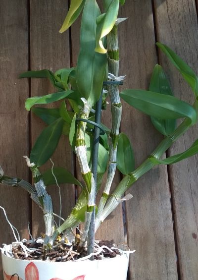 Orchidej bamboo