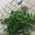 Čerstvě zastřižene vetvicky- buxus