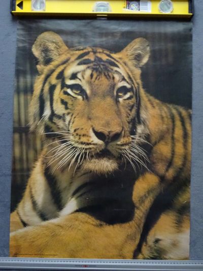 Plakát tygr