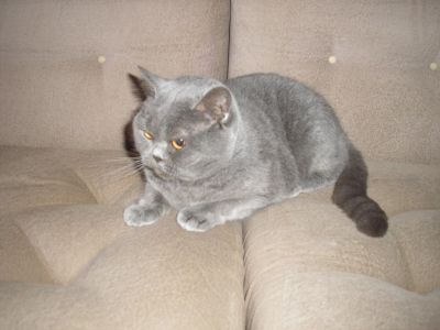 Modrý briťák - kočka Mája