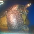 Vodní želvy s akváriem