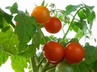 Semínka odzkoušených rajčat