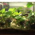kančík příčnopruhý + akvarijní rostliny