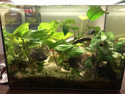 kančík příčnopruhý + akvarijní rostliny