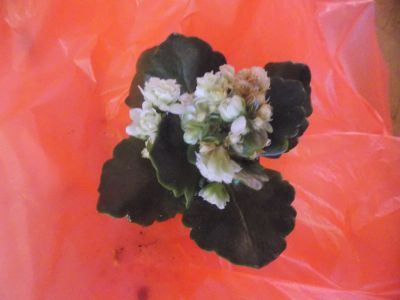 Kalanchoe blossfeldiana 6