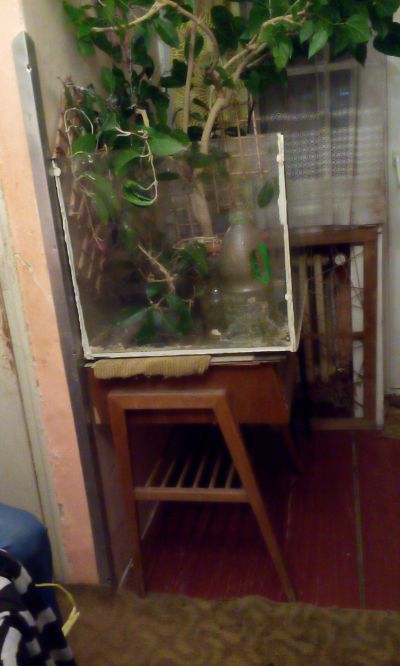 Terarium