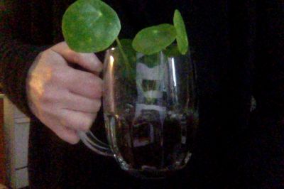 Pilea peperomioides