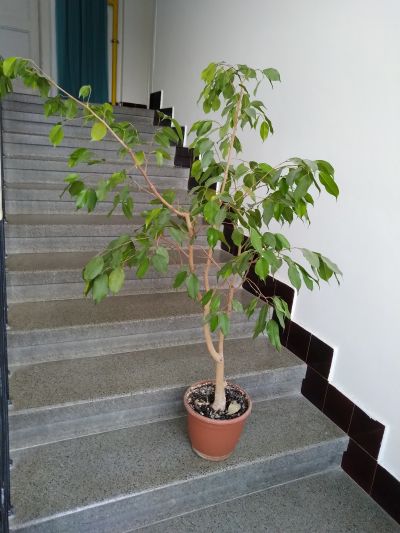 Velký Ficus Benjamin