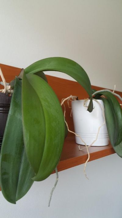 Orchideje