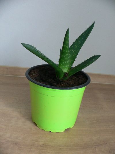 Aloe 2