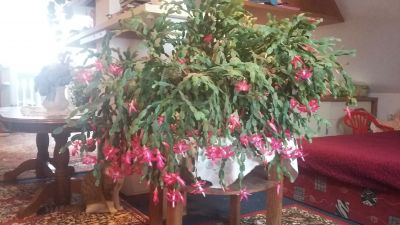 Daruji vzrostlé pokojové rostliny - vánoční kaktus, tlustici
