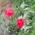 Daruji tulipány