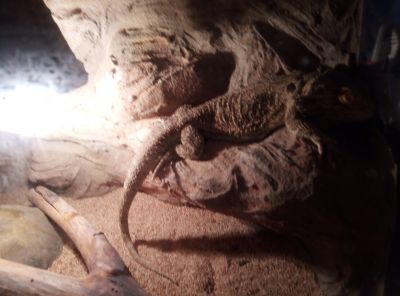 Daruji agamu s teráriem