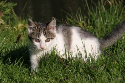 KOŤÁTKA - kluk, holka ze zaří