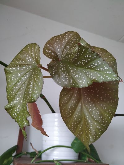 Begonia corallina