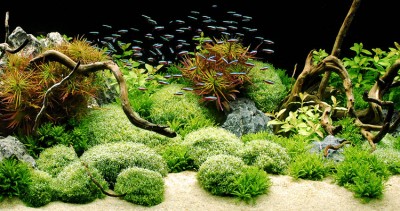 Akvarijní rostliny