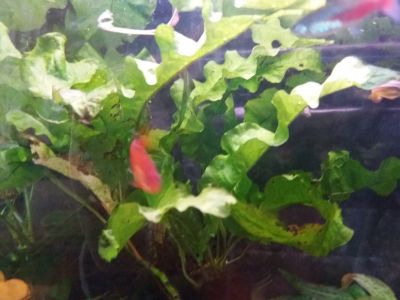 CO2 do akvaria+rostlina hnedovka