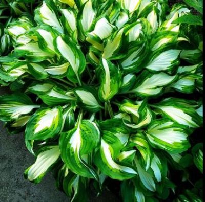 Hosta bohyška