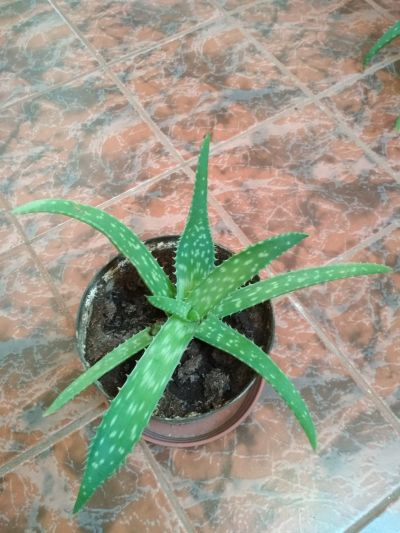 Aloe Vera