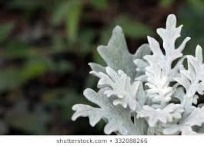 STARČEK (senecio bicolor)