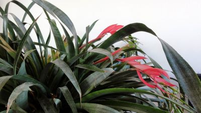 BILLBERGIA NUTANS