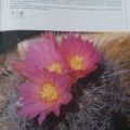 Knihu o kaktusech v němčině - obrazová publikace