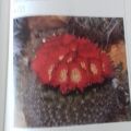 Knihu o kaktusech v němčině - obrazová publikace