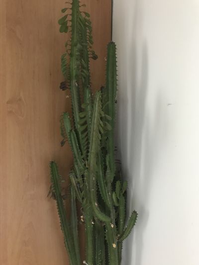 Daruji kaktus