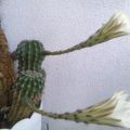 bíle kvetoucí kaktusy