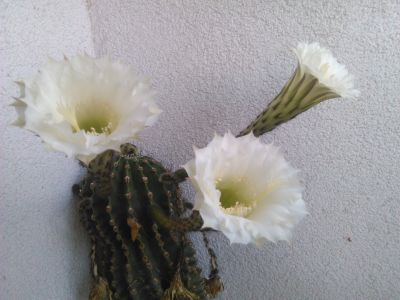 bíle kvetoucí kaktusy