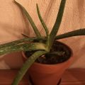 Aloe 