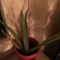 Aloe 