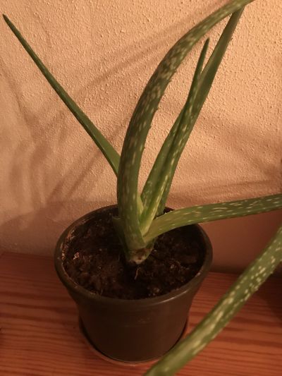 Aloe 