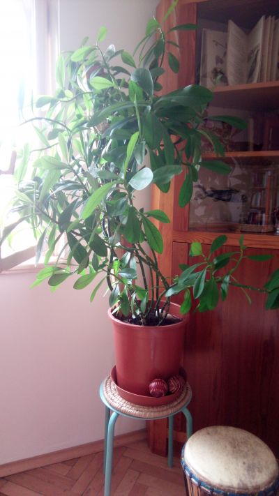 Rastlinka, vysoka asi 1,2 m