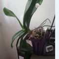 orchidea malá a velka 