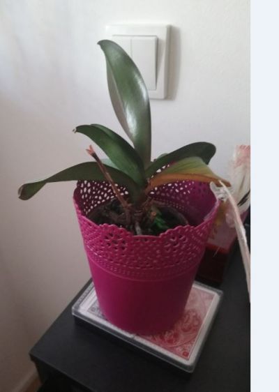 orchidea malá a velka 