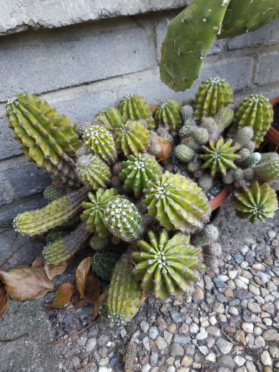směs starých kaktusů 