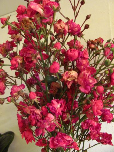 Růže k řízkování - pokryvná, sytě růžová