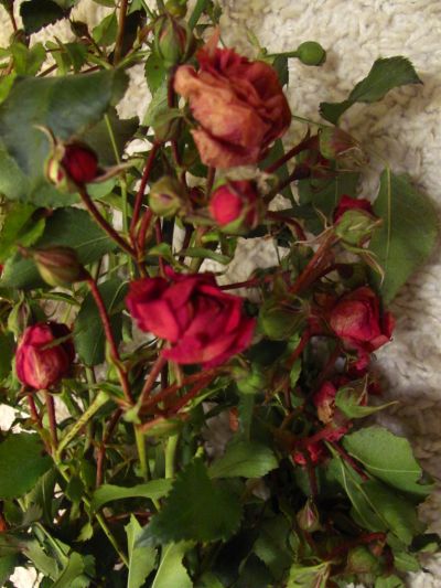 Růže k řízkování - pokryvná, červeno-žlutá