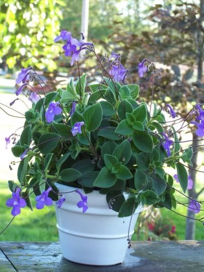 Tořivka - fialové květy, řízky
